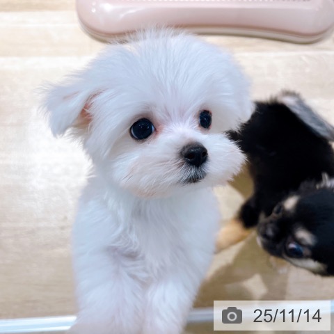 マルチーズの写真