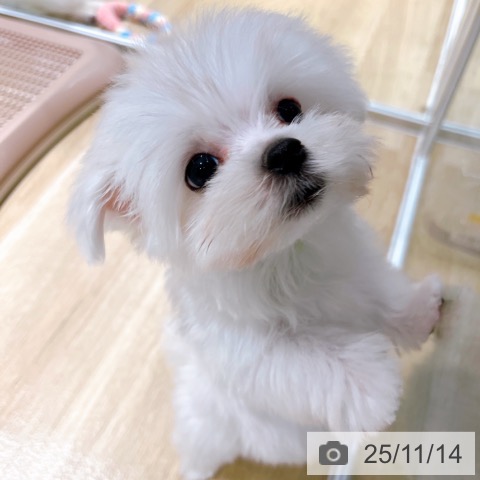 マルチーズの写真