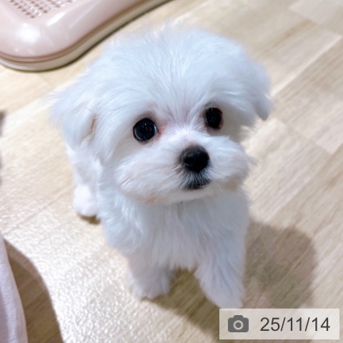 マルチーズの写真