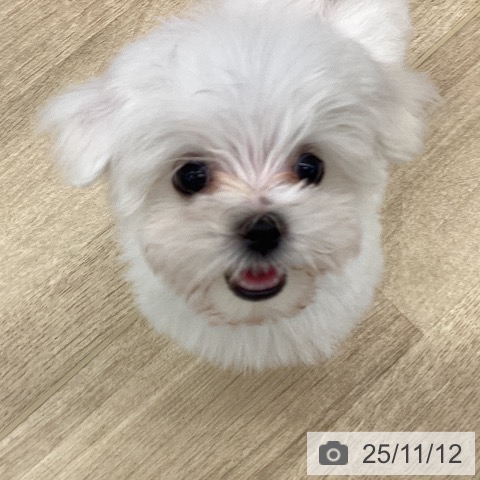 マルチーズの写真