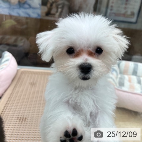 大阪府のマルチーズ (ペットプラス りんくう泉南店/2025年9月8日生まれ/女の子/ホワイト)の子犬の4枚目の画像