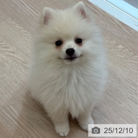 大阪府のポメラニアン (ペットプラス 大阪ドームシティ店/2025年9月11日生まれ/男の子/クリーム)の子犬の4枚目の画像