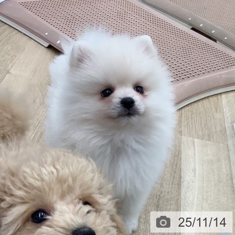 ポメラニアンの写真