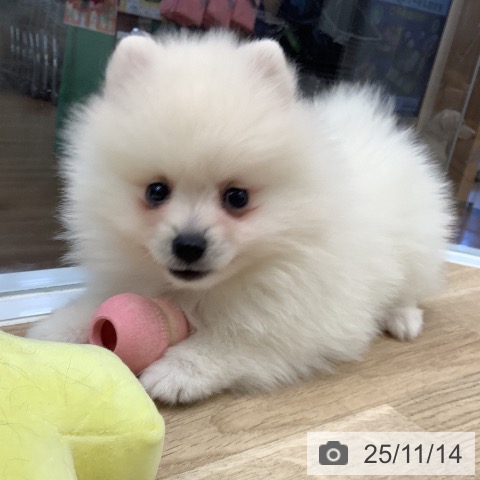 大阪府のポメラニアン (ペットプラス 大阪ドームシティ店/2025年9月11日生まれ/男の子/クリーム)の子犬の3枚目の画像