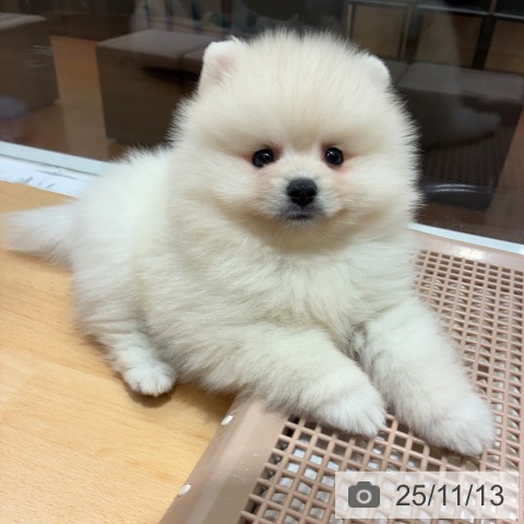 ポメラニアンの写真