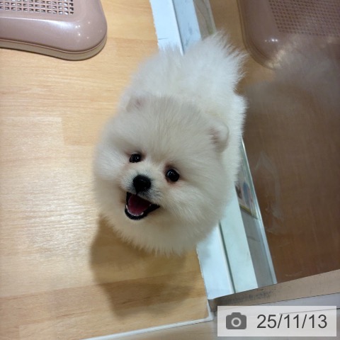 ポメラニアンの写真