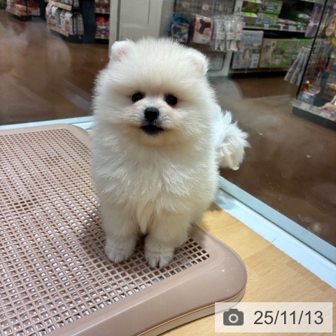 ポメラニアンの写真