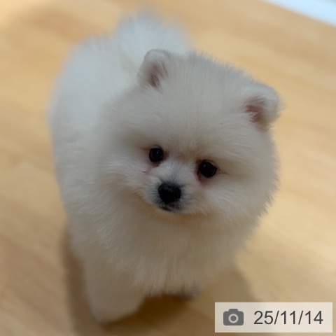 ポメラニアンの写真