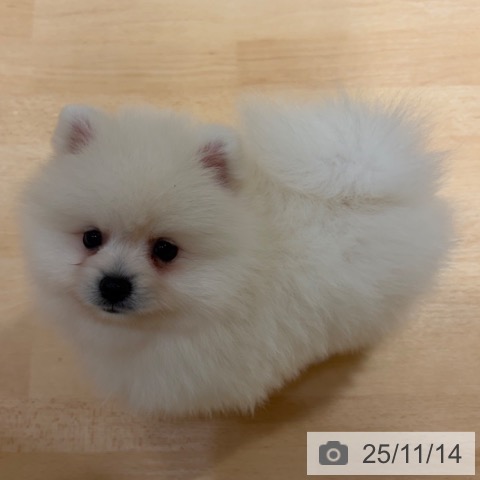 ポメラニアンの写真