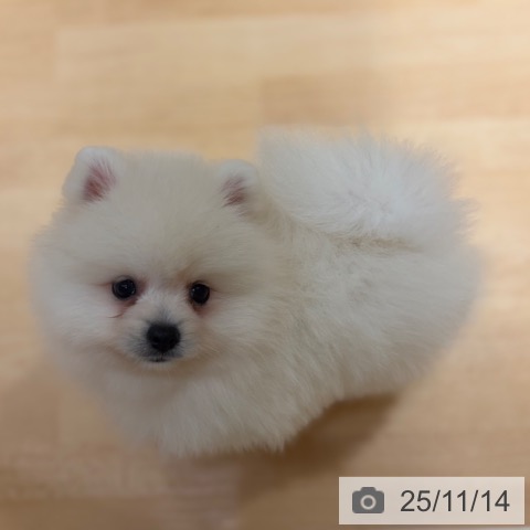 ポメラニアンの写真