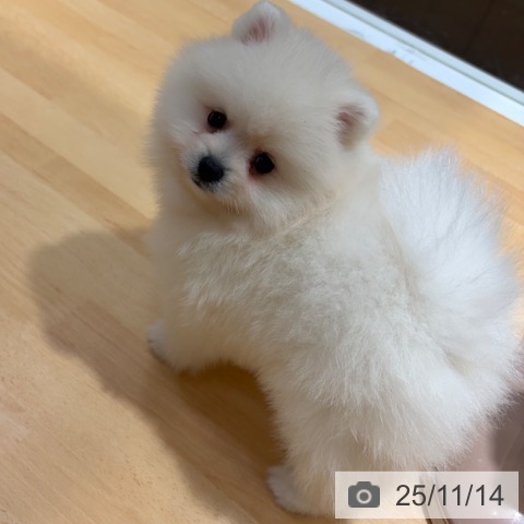 ポメラニアンの写真