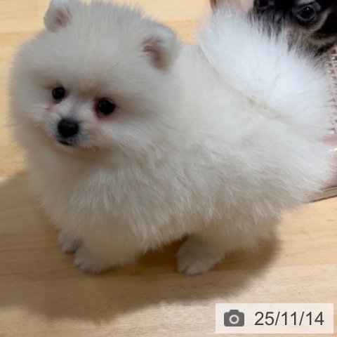 ポメラニアンの写真