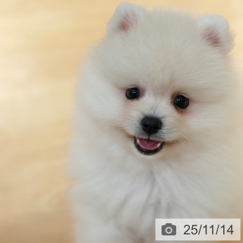 ポメラニアンの写真