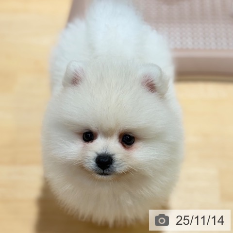 ポメラニアンの写真