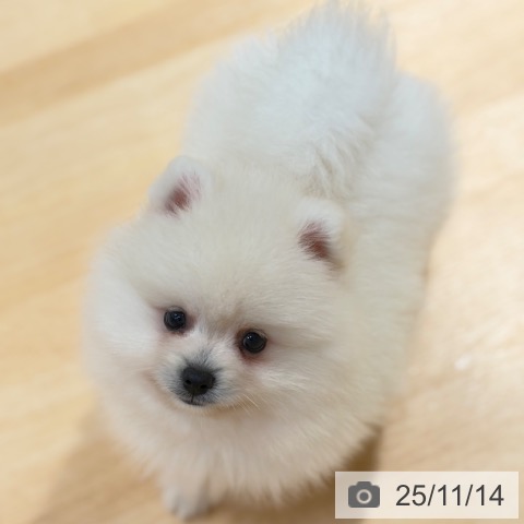 ポメラニアンの写真