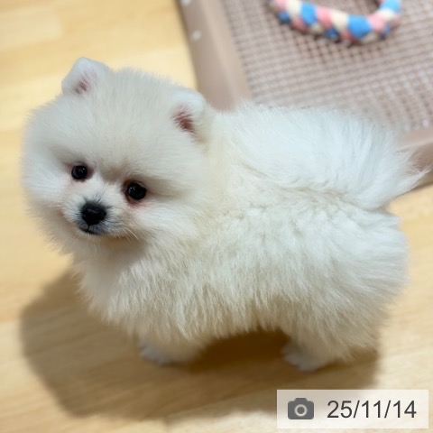 ポメラニアンの写真