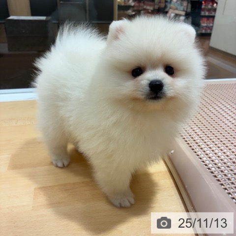 ポメラニアンの写真