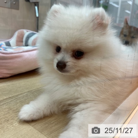 兵庫県のポメラニアン (ペットプラス 姫路大津店/2025年9月11日生まれ/男の子/クリーム)の子犬の4枚目の画像
