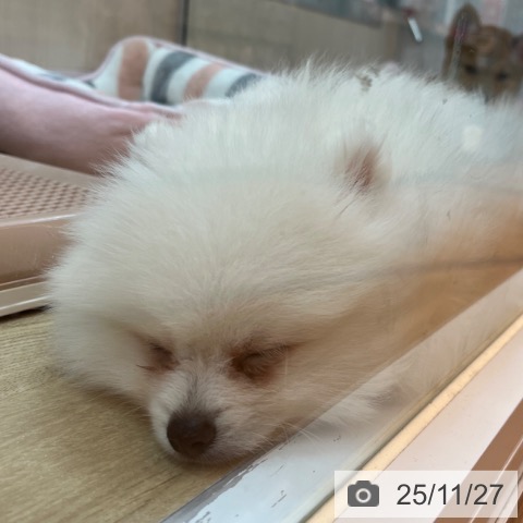 兵庫県のポメラニアン (ペットプラス 姫路大津店/2025年9月11日生まれ/男の子/クリーム)の子犬の3枚目の画像