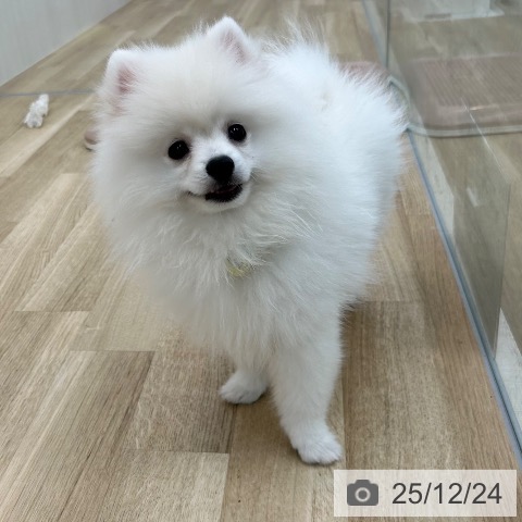 大阪府のポメラニアン (ペットプラス 松原店/2025年9月11日生まれ/男の子/クリーム)の子犬の4枚目の画像