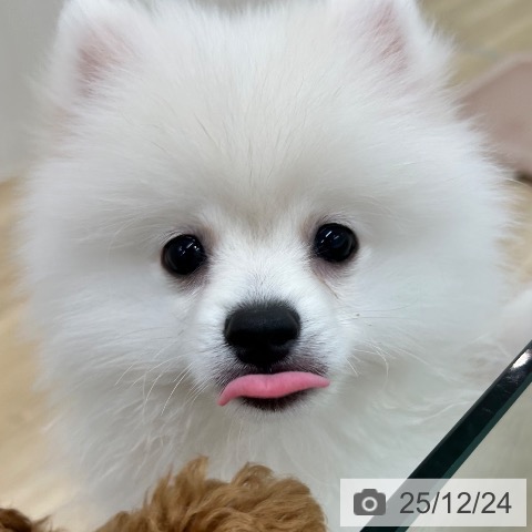 大阪府のポメラニアン (ペットプラス 松原店/2025年9月11日生まれ/男の子/クリーム)の子犬の3枚目の画像