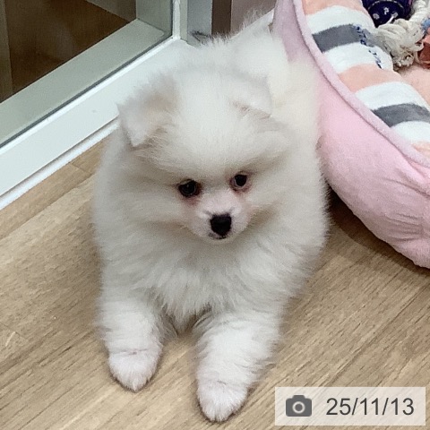 ポメラニアンの写真