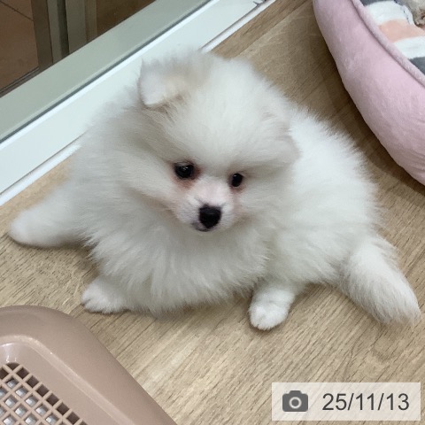 ポメラニアンの写真