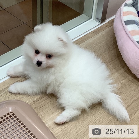 ポメラニアンの写真