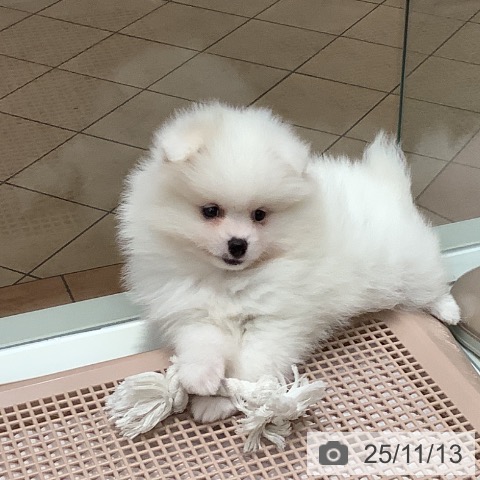 ポメラニアンの写真