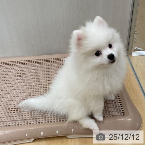京都府のポメラニアン (ペットプラス 醍醐店/2025年9月11日生まれ/女の子/クリーム)の子犬の3枚目の画像