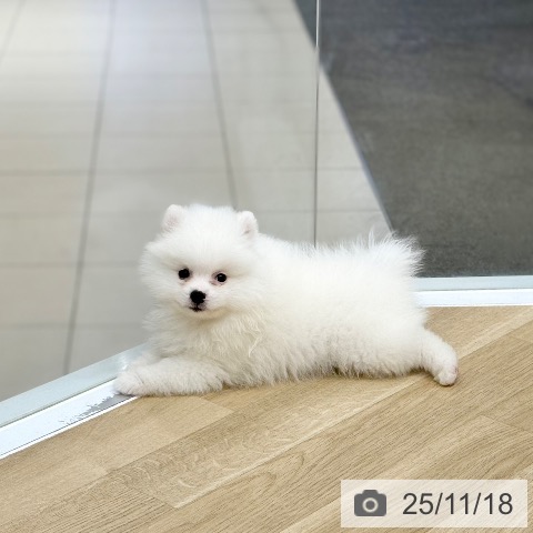 ポメラニアンの写真