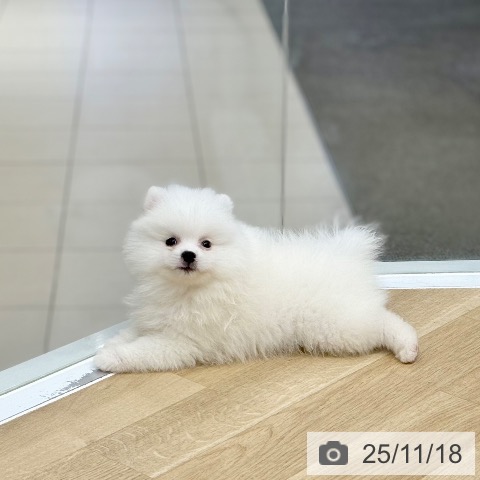 ポメラニアンの写真