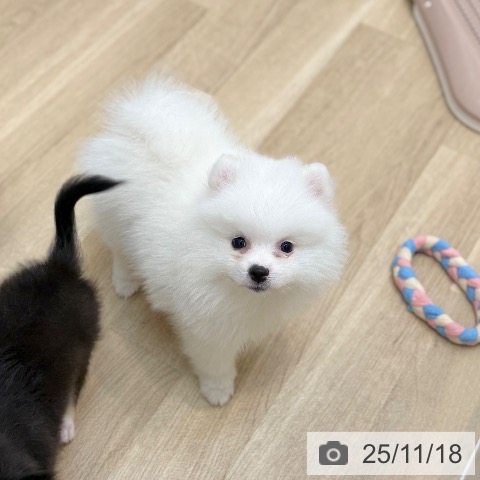 ポメラニアンの写真