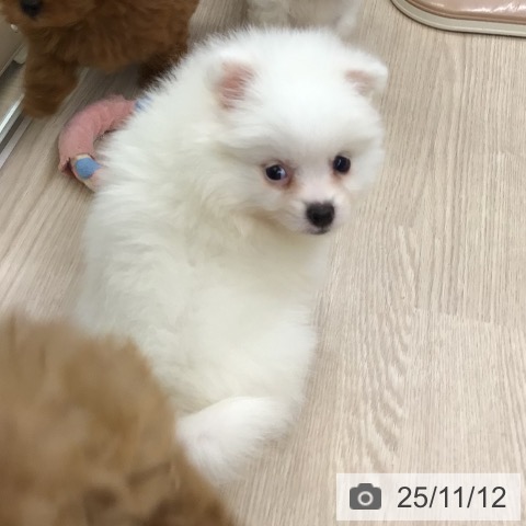 ポメラニアンの写真