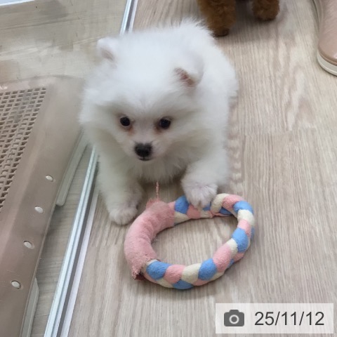 ポメラニアンの写真
