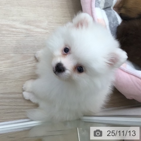 ポメラニアンの写真