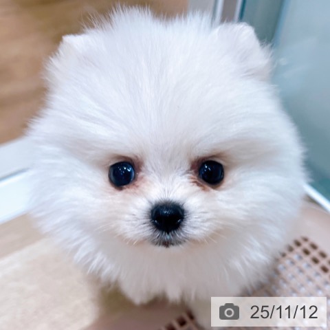 ポメラニアンの写真