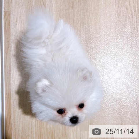 ポメラニアンの写真