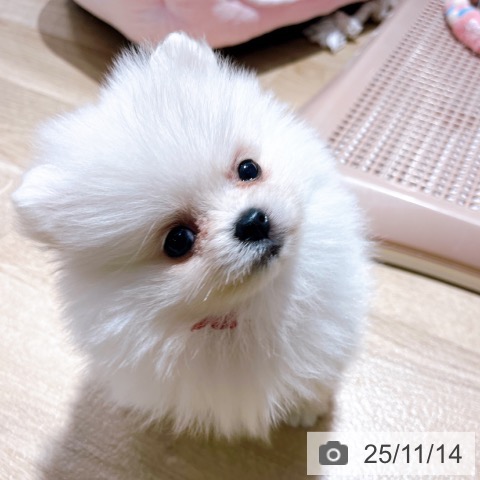 ポメラニアンの写真