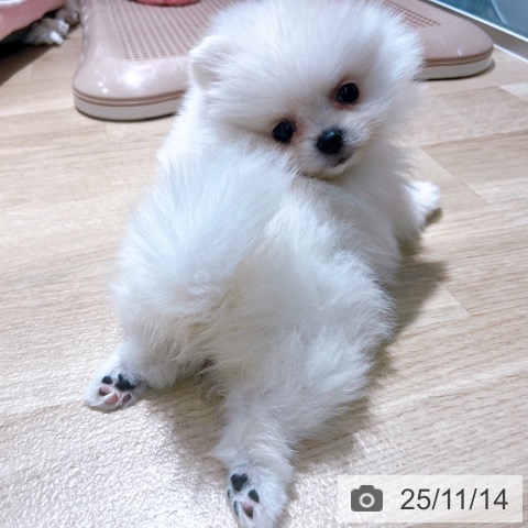 ポメラニアンの写真