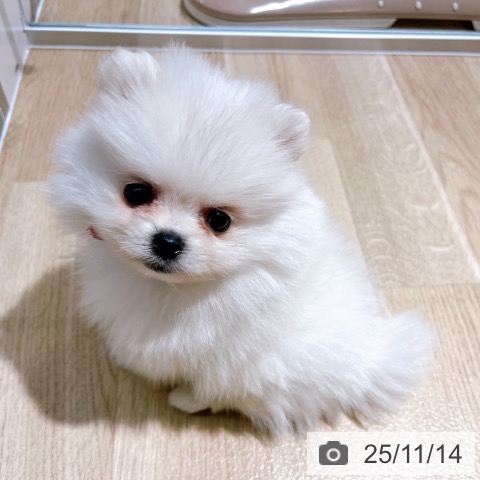 ポメラニアンの写真