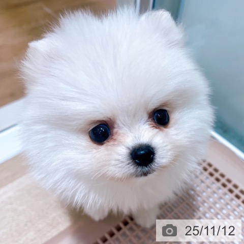 ポメラニアンの写真