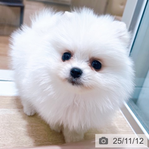 ポメラニアンの写真