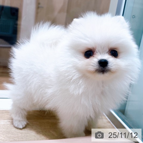 ポメラニアンの写真
