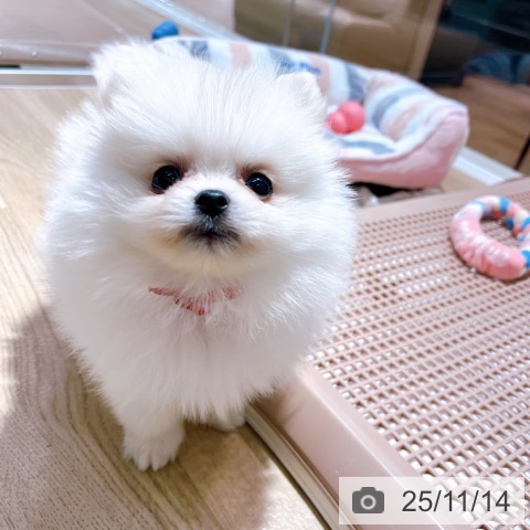 ポメラニアンの写真