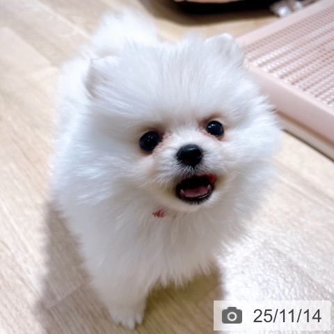 ポメラニアンの写真
