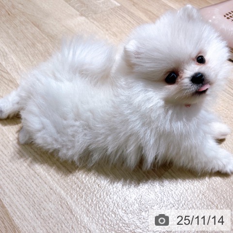 ポメラニアンの写真