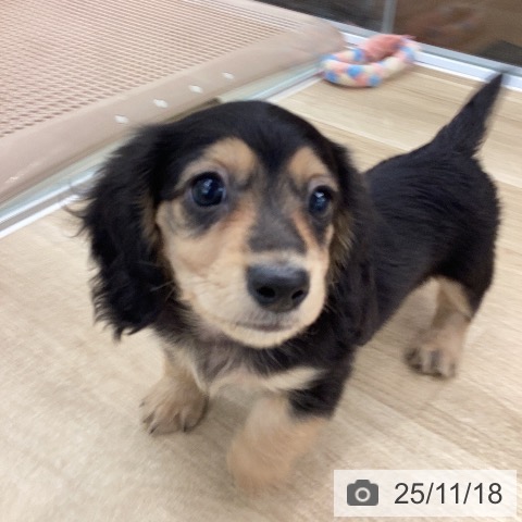 ミニチュア・ダックスフンドの写真