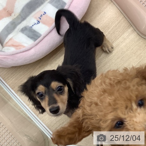 和歌山県のミニチュアダックスフンド(ロング) (ペットプラス 和歌山店/2025年9月10日生まれ/男の子/ブラックイエロー)の子犬の3枚目の画像