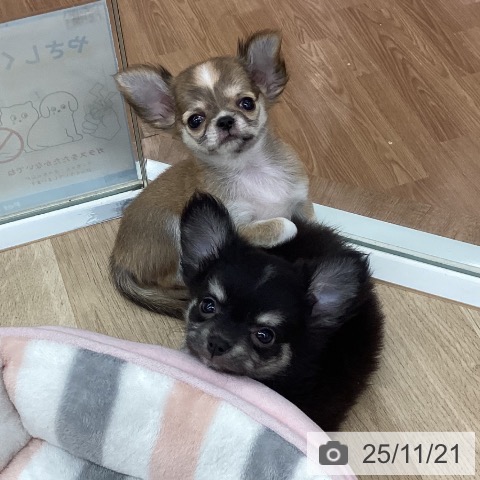 新潟県のチワワ(ロング) (ペットプラス 新潟南店/2025年9月7日生まれ/女の子/フォーンホワイト)の子犬の4枚目の画像